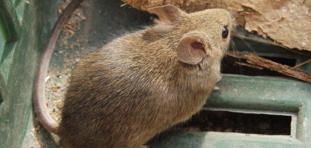 How To Keep Mice Out of Camper