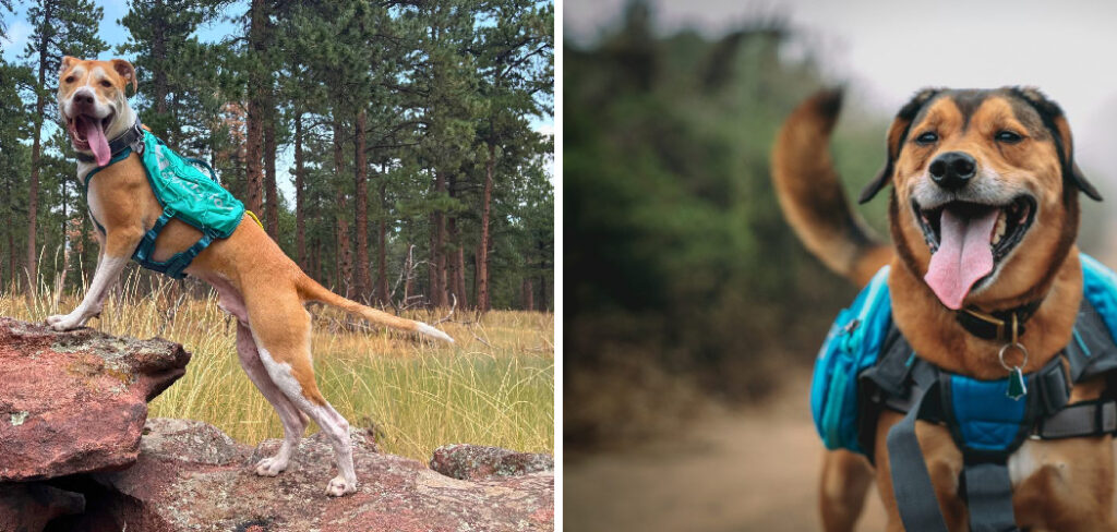 How to Train Your Dog for Hiking