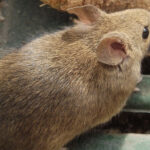 How To Keep Mice Out of Camper