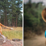 How to Train Your Dog for Hiking